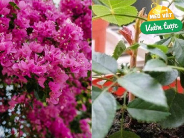 Đừng tưới nước lã cho cây kim tiền, hãy thêm 2 thứ này vào, chồi non xé đất mọc lên tua tủa