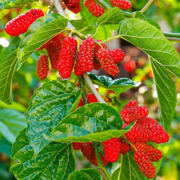 Năm cây ma không trồng ở nhà là năm loại cây nào? Ngoài đời nhiều người đã nhìn thấy nhưng ít người biết