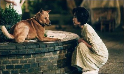 Một con chó chớ nuôi quá 10 năm, vì sao lại thế?