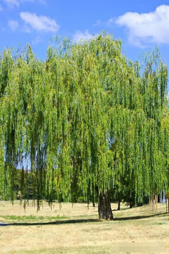 Năm cây ma không trồng ở nhà là năm loại cây nào? Ngoài đời nhiều người đã nhìn thấy nhưng ít người biết