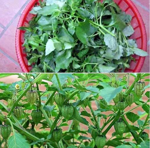 Tại sao rau tầm bóp được ví ‘b/ổ ngang nhâm sâm’?