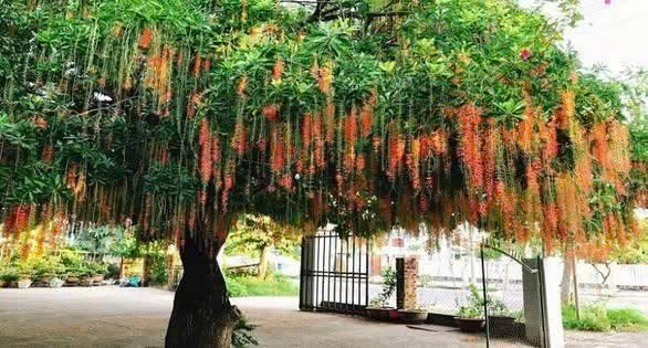 Lời khuyên ƌến những giɑ ƌình ƌɑng tɾồng cây ʟộc vừng