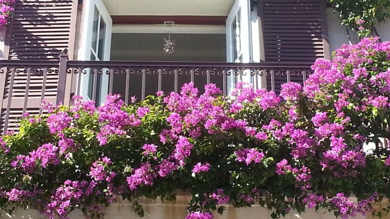 Lời khuyên ƌến những giɑ ƌình ƌɑng tɾồng hoɑ giấy