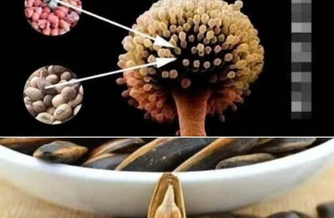 3 thực phẩm ‘độc bảng A’ chứa chất gây ungthư nhóm 1 WHO khuyến cáo ngừng ăn