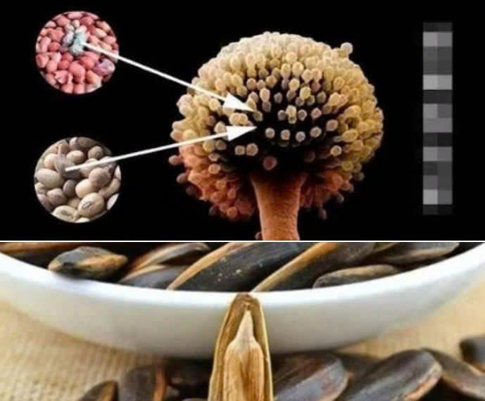 3 thực phẩm ‘độc bảng A’ chứa chất gây ungthư nhóm 1 WHO khuyến cáo ngừng ăn