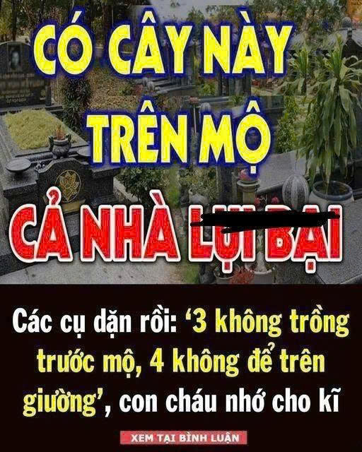 3 cây CHỚ trồng trước m;ộ, 4 thứ KHÔNG để trên giường – Giờ nghe lời, sau đỡ hốihận