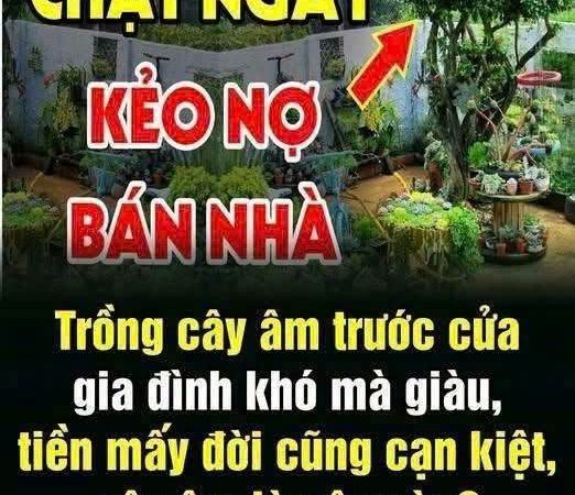 Trồng cây âm trước cửa gia đình khó mà giàu, tiền mấy đời cũng cạn kiệt..