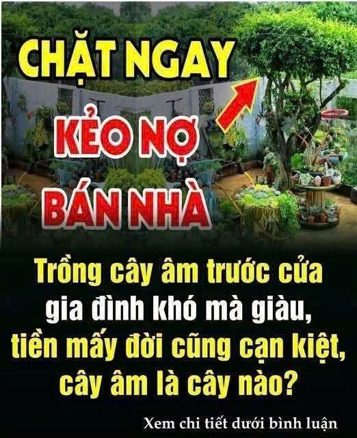 Trồng cây âm trước cửa gia đình khó mà giàu, tiền mấy đời cũng cạn kiệt..